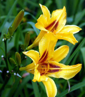 Hemerocallis 'Bonanza'
